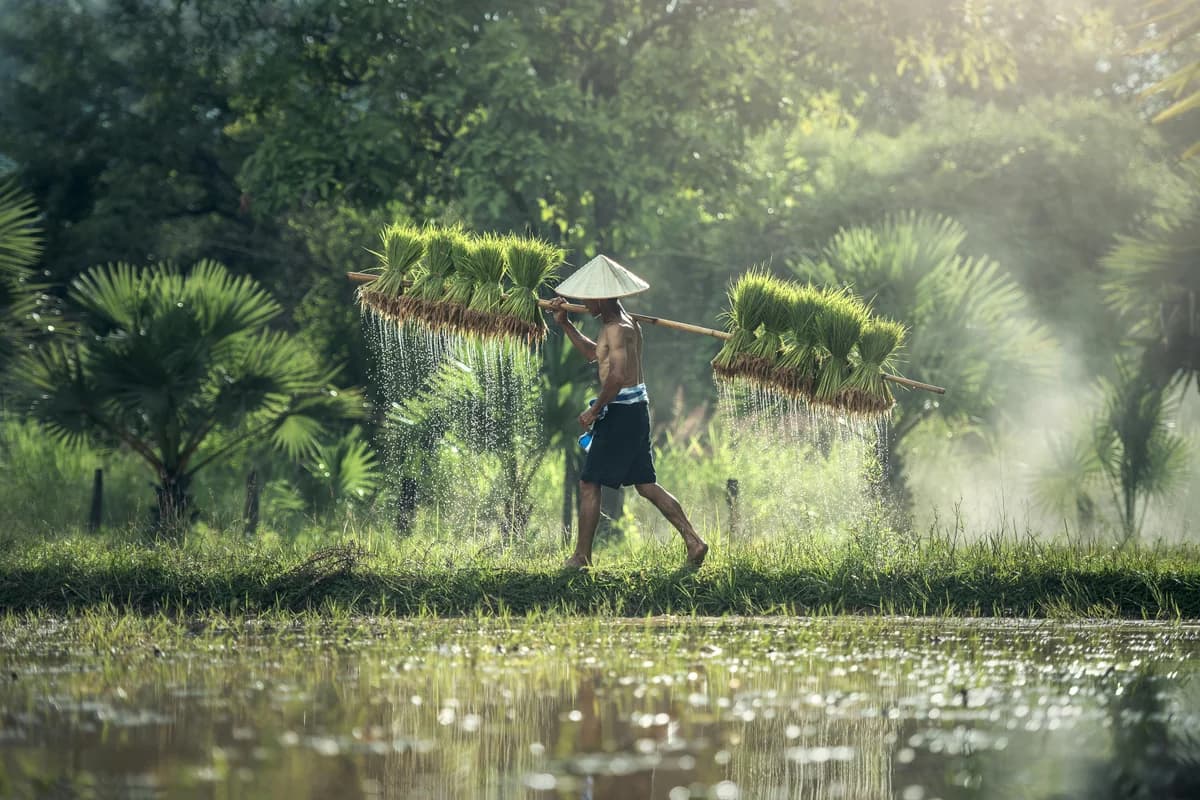 National Rice Day