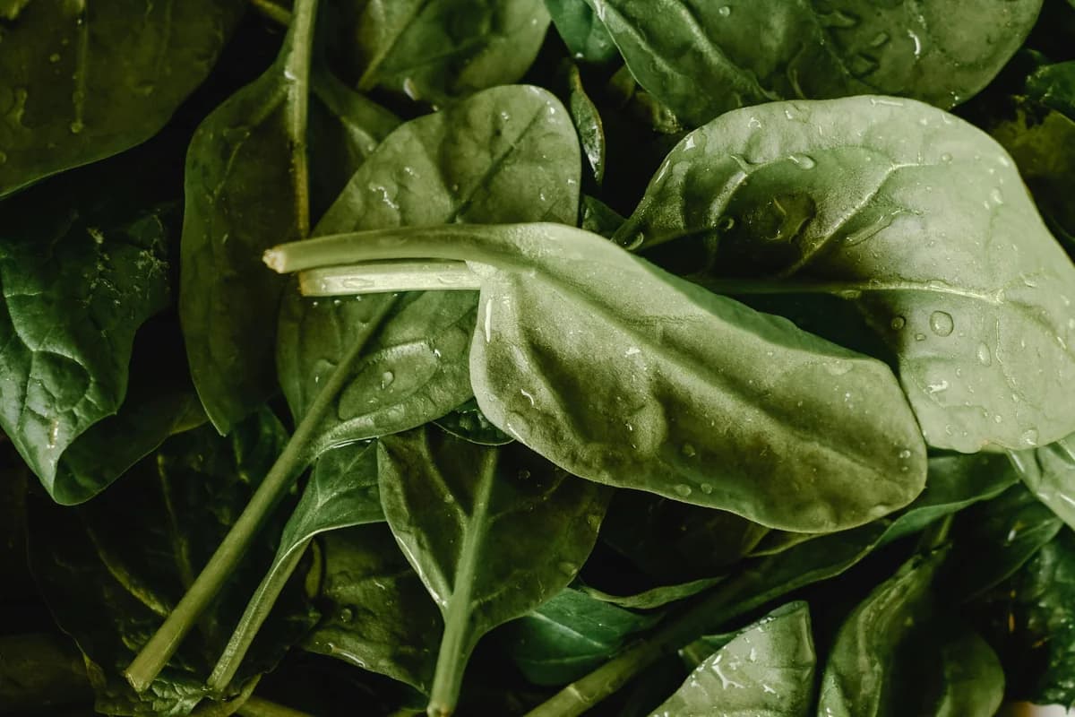 National Spinach Day