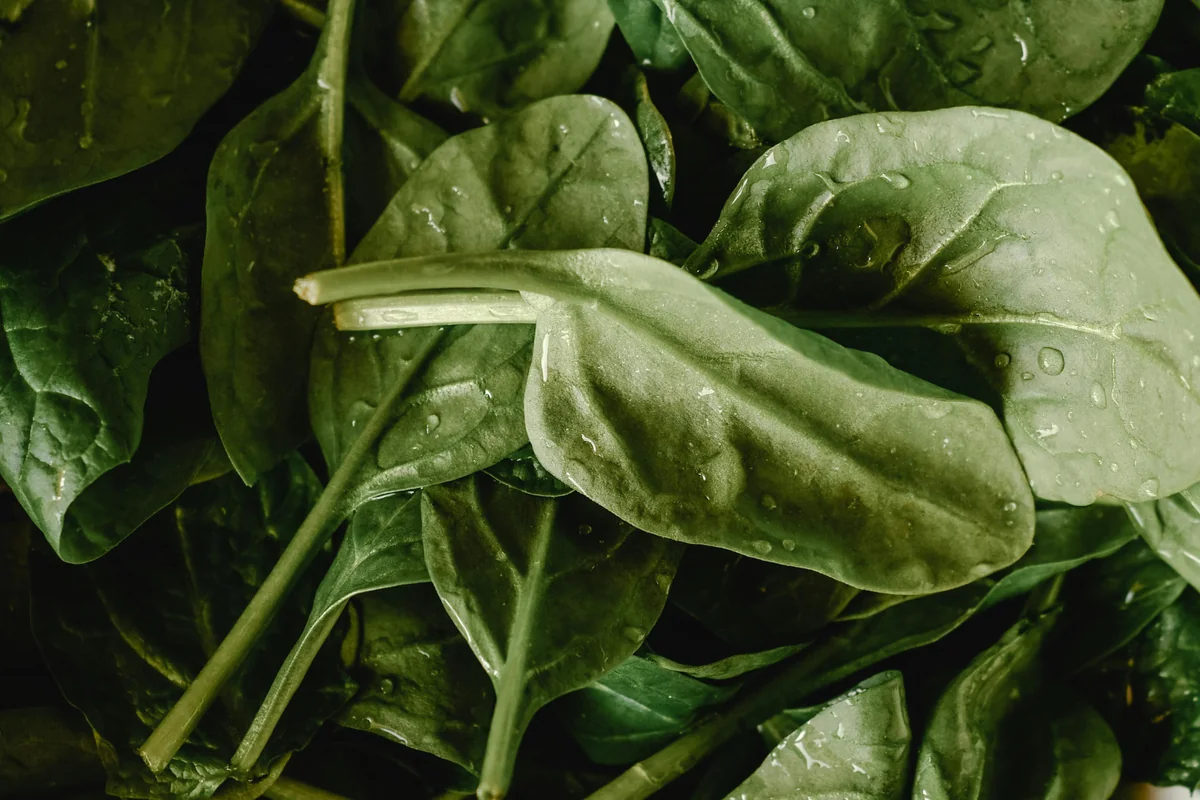 National Spinach Day - Get strong like Popeye on National Spinach Day! This nutrient-packed leafy green deserves celebration. From fresh salads to sautéed sides, spinach is versatile, healthy, and delicious. Discover new ways to enjoy this superfood.